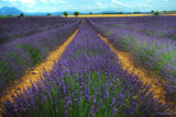 200 Seeds Per Pack - French Provence Lavender
