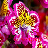 40 Seeds Per Pack - Butterfly Orchid Bonsai Flowers