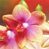 40 Seeds Per Pack - Butterfly Orchid Bonsai Flowers