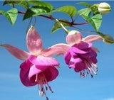 40 Seeds Per Pack - Fuchsia Seed Pods